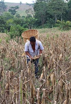  La SEDARPA niega subsidios agrícolas a pequeños productores veracruzanos 