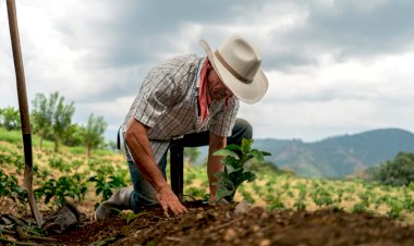 Urge fertilizante en Ahuatlán