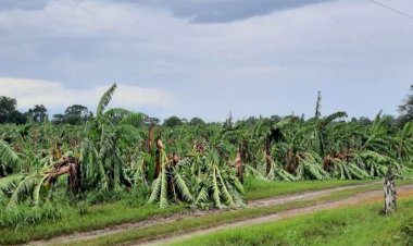 Productores de San Rafael afectados por el huracán Grace piden apoyo para recuperar sus cultivos