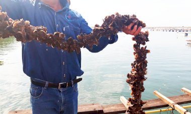 AMLO, urgen los apoyos para pescadores nayaritas