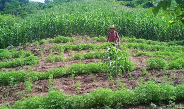 Fertilizante, otro tropiezo de la 4T en Guerrero
