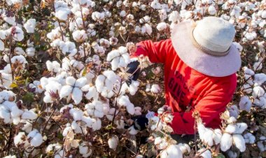 2023, difícil para el campo algodonero