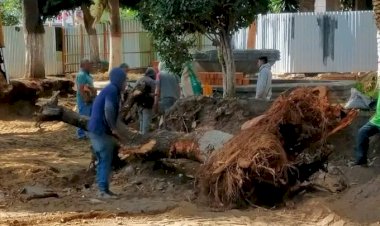 Ecocidio en Chimalhuacán: ayuntamiento arranca árboles del Jardín municipal