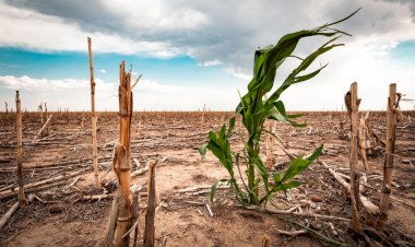 La situación del campo en México