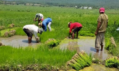 Un panorama desalentador para el campo ante la sequía y el abandono de Morena