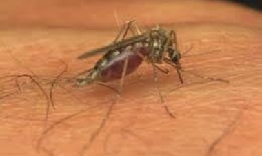 Casos de dengue en Guanajuato, al alza