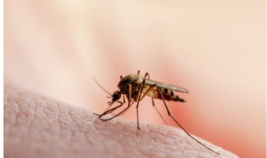 Exigen a Gobierno de Tabasco acciones contra el dengue
