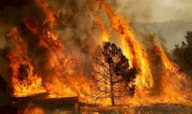 Emergencia en Chihuahua por intensos incendios