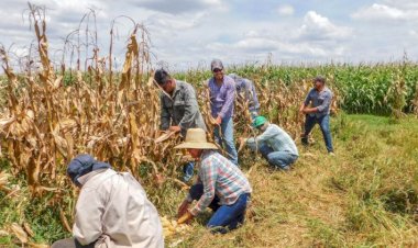 El campo mexicano en el abandono
