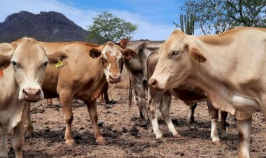 Gusano barrenador, por malos manejos de gobiernos morenistas