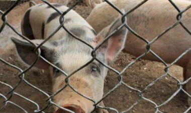 Denuncian matanza clandestina de ganado en Aguascalientes