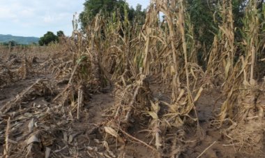 REPORTAJE | Xantolo en la Huasteca, tradición herida por “Priscilla”