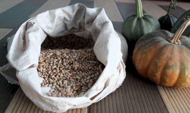 Acopio insuficiente hunde precio de frijol en Zacatecas